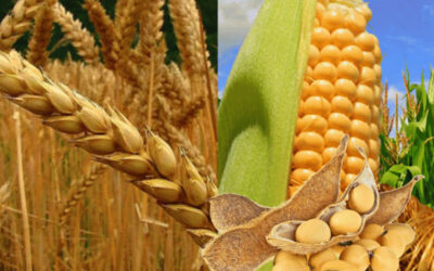 ¿Cuál es la situación actual mundial y las tendencias de los mercados de trigo y maíz?