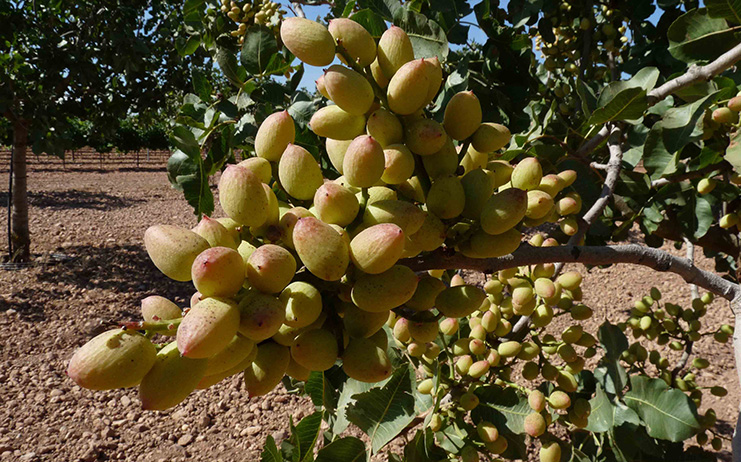 Arbol del pistacho