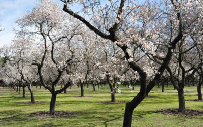 Un proyecto mejorará la resistencia de los almendros al estrés hídrico